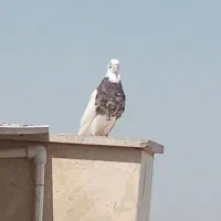 کفتر رایگان و...