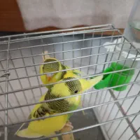 مرغ عشق