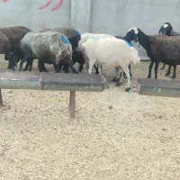 میش شال