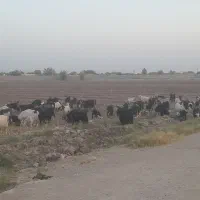 بزشهرکردی گوش خلجی یکه چین