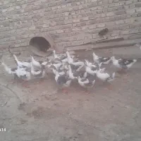 غاز یا بط