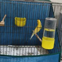 قناری ماده طلایی.