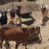 ۴‌عدد‌بز‌‌پرواری