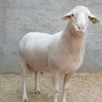 استخدام کارگر افغانی متاهل در دامداری