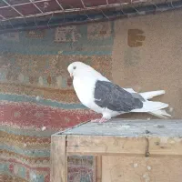 کبوتردوکت