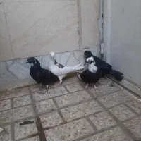 کفتر نرماده
