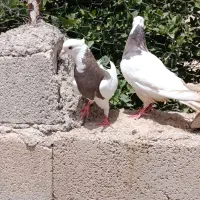 کبوتر|پرنده|دهدشت, |دیوار
