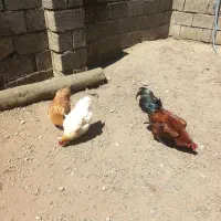 فروش مرغ تخم گذارخروس
