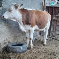 گوساله