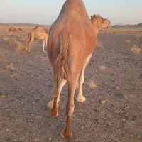لوک|حیوانات مزرعه|خاش, |دیوار