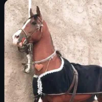 فروشی نیست فقط برا کشش