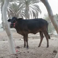 گاو ماده جوان نسل ونژاد دار دآشتی