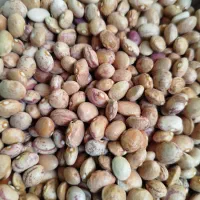لوبیا چیتی به شرط پخت