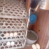 دستگاه جوجه کشی