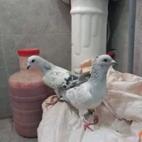 جفت شامی کاکلی