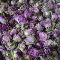 فروش غنچه گل محمدی