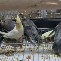 عروس هلندی