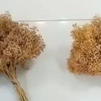 فروش گل عدسی
