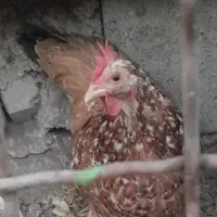 مرغ کوشین