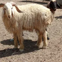 قوچ شیرازی و میش