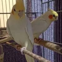 عروس هلندی مولد و جوجه عروس هلندی سرلاکی