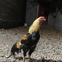 فروش یک عدد خروس ذات دار سندی تاج پرس