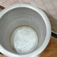 گلاب گیر