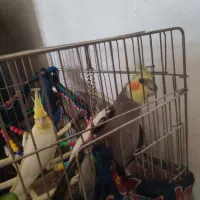 پرنده عروس هلندی