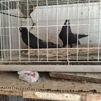 کبوتر  زاغ صرب