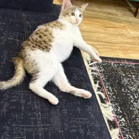 بچه گربه خونگی بامزه وتمیز واگذار میشه