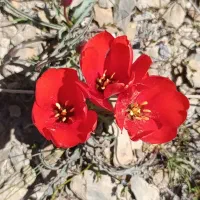 کوه و ورزش کمپینگ