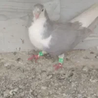 کبوتر چادری