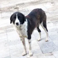 واگذاری سگ ماده کاملا رایگان نژاد مک‌نا‌ب Mcnab