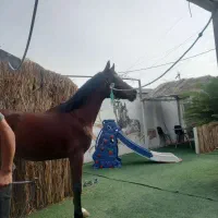 پانسیون اسب آموزش