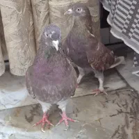 کبوتر مایه