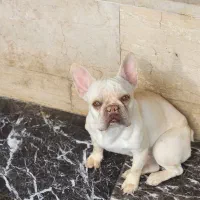 فرنچ بولداگ