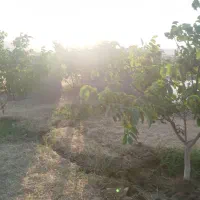 باغ