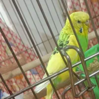 مرغ عشق خوش رنگ