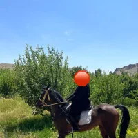 اسب مادیان جوان اسب