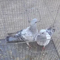 نر ماده سبز کلاغ