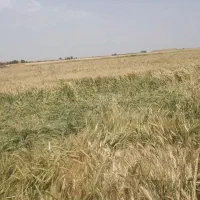 گندم