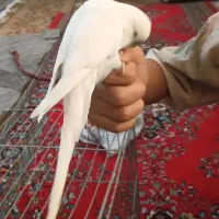 یک جفت مرغ عشق انگلیسی