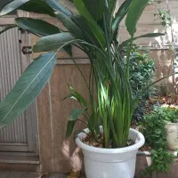 پرنده بهشتی بزرگ