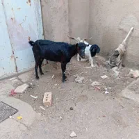 بز بزغاله