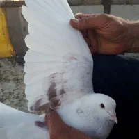 کفتر کبوتر پرنده