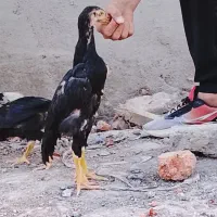 لاری