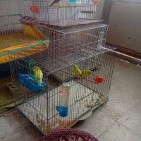 مرغ عشق با جوجه