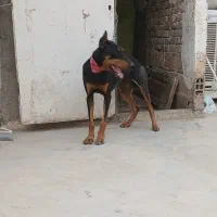 سرابی فدر جونی پژدر دوبرمن