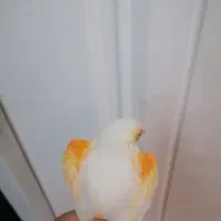 قناری ماده موزاییکی آماده پس کوزه ای