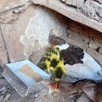 غاز محلی|حیوانات مزرعه|قزوین, |دیوار